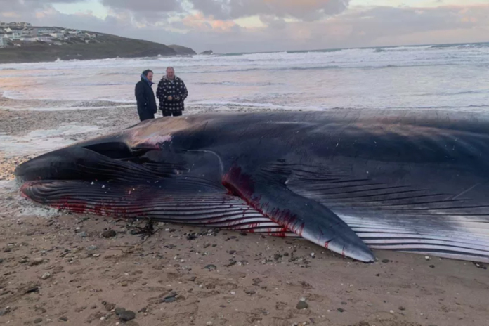 Una balena trovata morta su una spiaggia in Cornovaglia