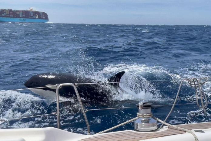 Un branco di orche provoca l'affondamento di un'imbarcazione in mare aperto