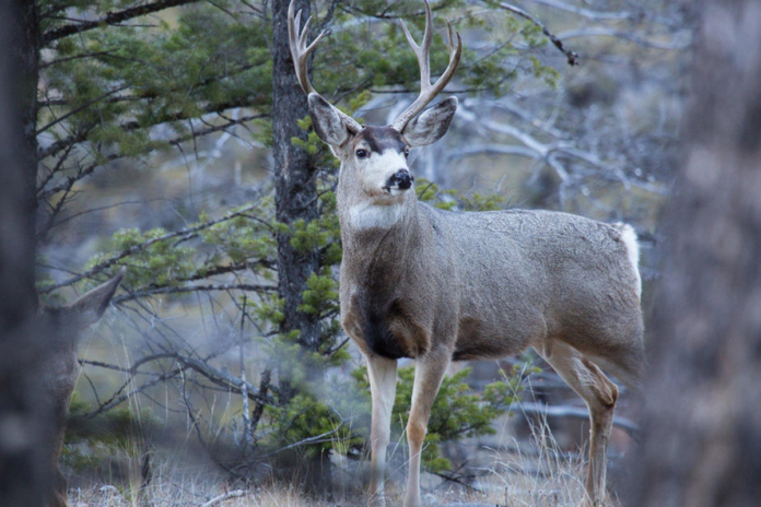 Malattia da zombie riscontrata in alcuni cervi nel parco di Yellowstone