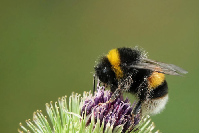 Gli scienziati avvertono che le popolazioni di bombi stanno diminuendo per il troppo caldo