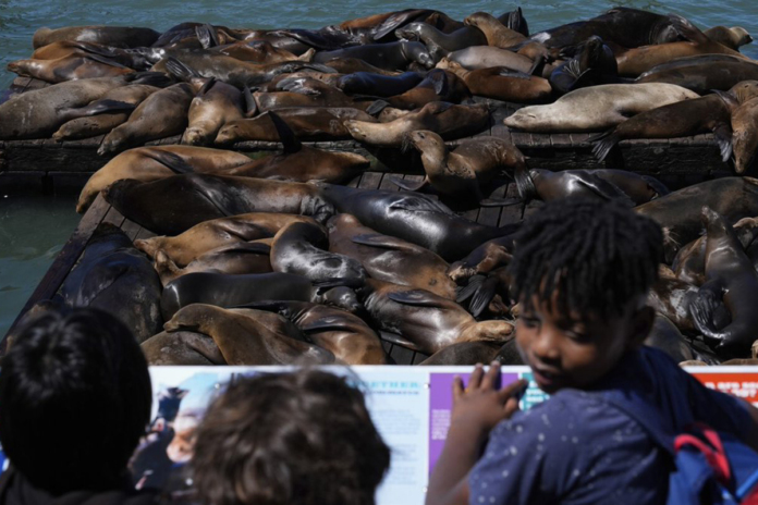 Folla di leoni marini al Pier 39 di San Francisco